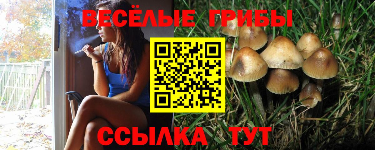 Галлюциногенные грибы Psilocybe  Вход с VPN  Сальск  Псилоцибиновые грибы Psilocybine cubensis 