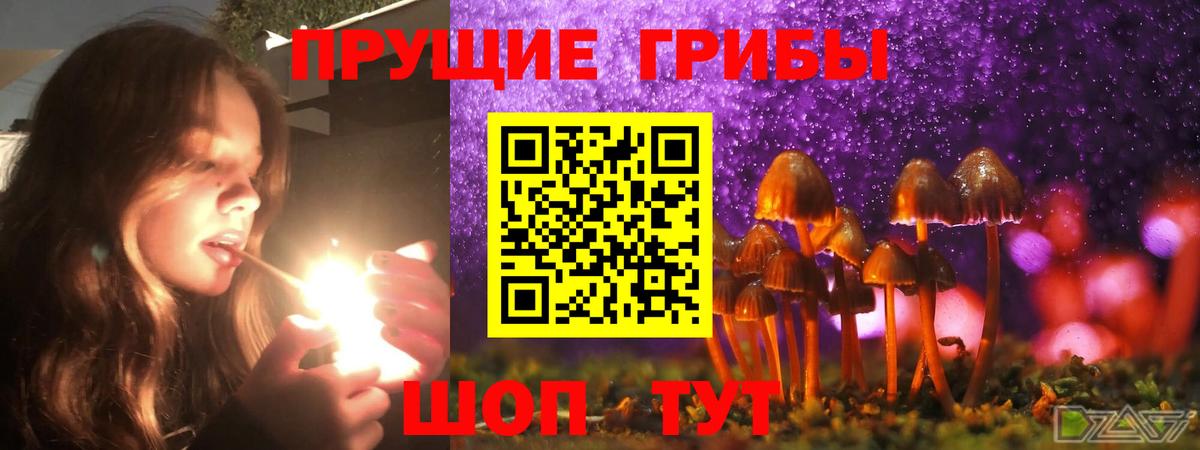 Галлюциногенные грибы Psilocybine cubensis Сальск